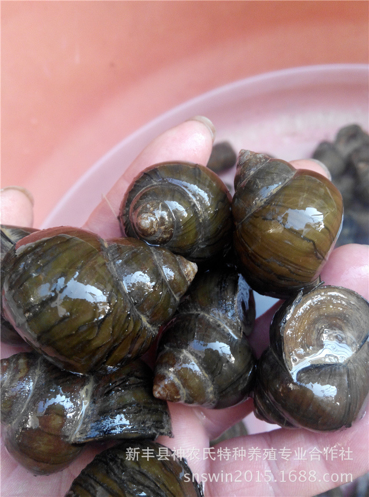 GOG上一大批优秀的独立游戏正在超低折扣促销_星空官方网站(图2) 星空官方网站