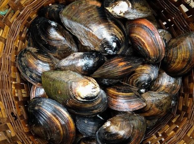 星空app官网_《植物精灵》在打败大魔王的旅途中收获爱与感动(图2) 星空app官方网页