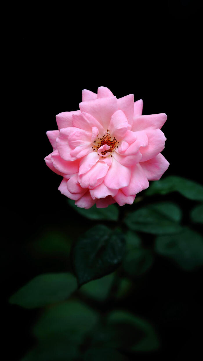 “星空app官网”从兴趣出发,天天快报发起“为TA造颗兴趣星”公益活动(图2) 星空app官网