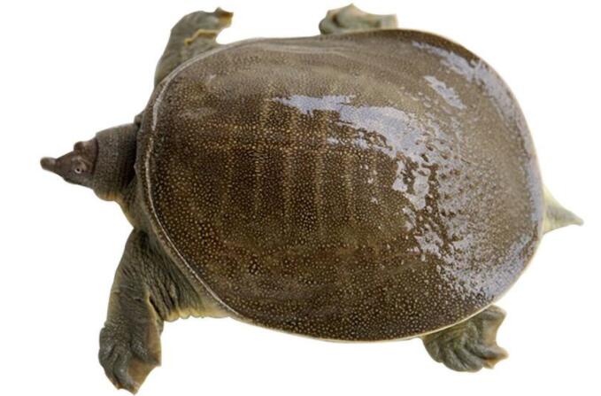 星空app官方网页