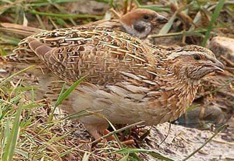 星空app官方网页