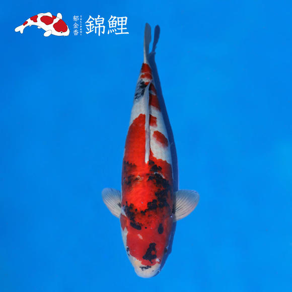 星空官方网站